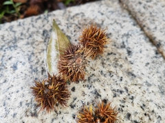 Xanthostemon chrysanthus