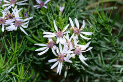 Olearia glutinosa