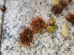 Xanthostemon chrysanthus