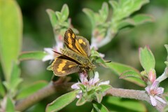 Ocybadistes walkeri sothis