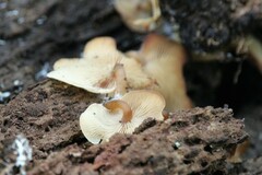 Hohenbuehelia angustata