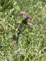 Carduus tenuiflorus