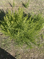 Baccharis sergiloides