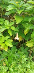 Brugmansia suaveolens