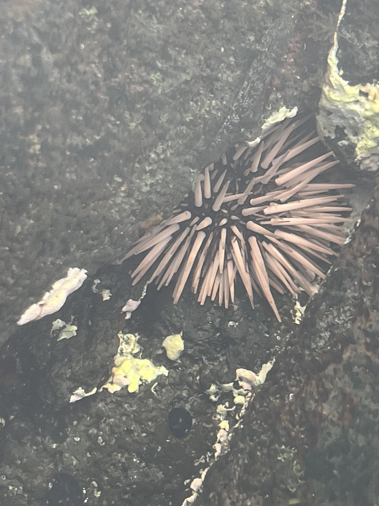 Rock-boring urchin