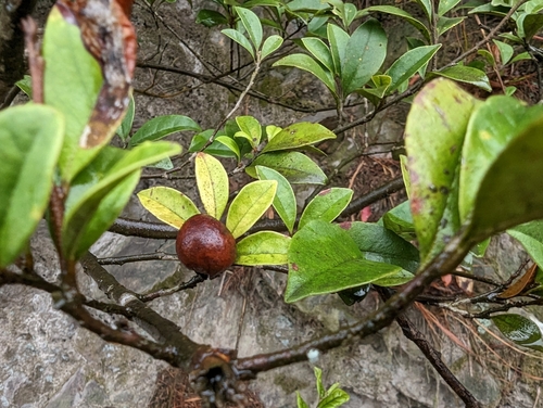 Distyliopsis dunnii, photograph 4