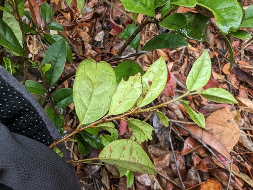 Distyliopsis dunnii, photograph 5