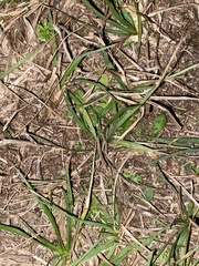 Paspalum notatum