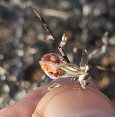 Krameria bicolor