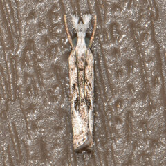 Microcrambus minor