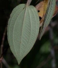 Ernestia granvillei