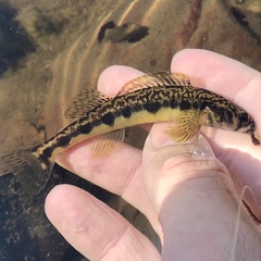 Percina gymnocephala