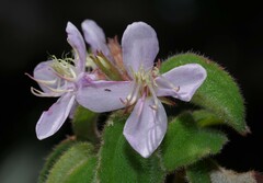 Ernestia granvillei
