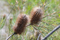 Banksia spinulosa