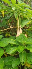 Brugmansia suaveolens
