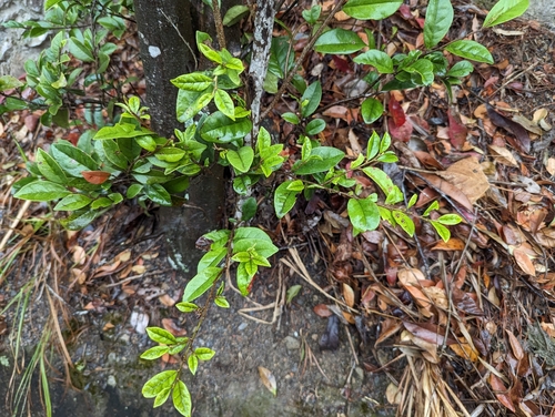 Distyliopsis dunnii, photograph 6