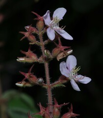 Ernestia granvillei