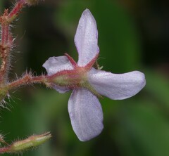 Ernestia granvillei