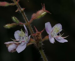Ernestia granvillei