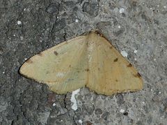 Macaria amboflava