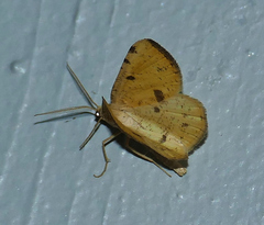 Macaria amboflava