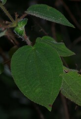 Ernestia granvillei