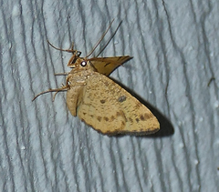 Macaria amboflava