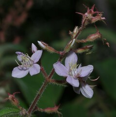 Ernestia granvillei