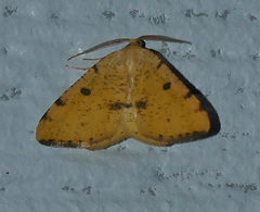 Macaria amboflava