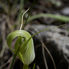 Pterostylis oliveri