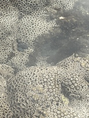 Palythoa mutuki