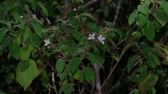 Ernestia granvillei