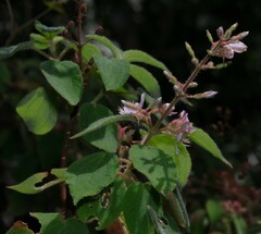 Ernestia granvillei