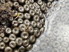 Palythoa mutuki