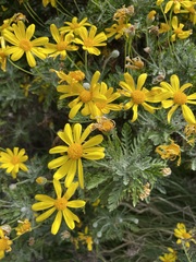 Euryops pectinatus