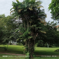 Ptychosperma macarthurii