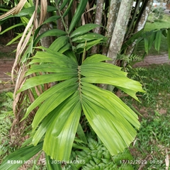 Ptychosperma macarthurii