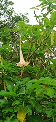 Brugmansia suaveolens