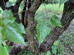 Erythrina crista-galli