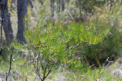 Banksia spinulosa