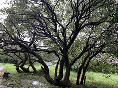 Erythrina crista-galli