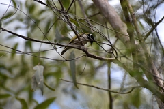 Melithreptus albogularis