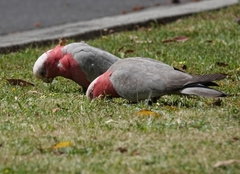 Eolophus roseicapilla albiceps