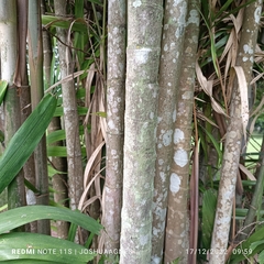 Ptychosperma macarthurii