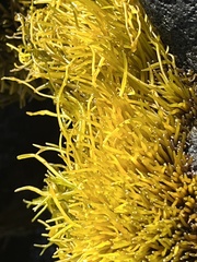 Ahnfeltiopsis concinna