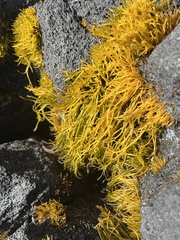 Ahnfeltiopsis concinna