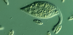 Lacrymaria olor