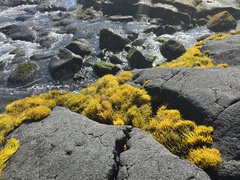 Ahnfeltiopsis concinna