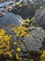 Ahnfeltiopsis concinna