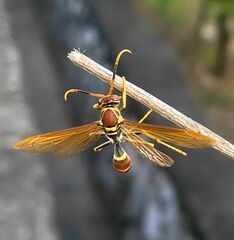 Polistes crinitus